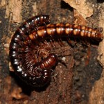 strongylosoma_stigmatosum2