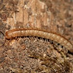 strongylosoma_stigmatosum3