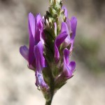Astragalus_onobrychis_1