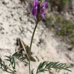 Astragalus_onobrychis_2