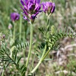 Astragalus_onobrychis_3