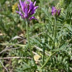 Astragalus_onobrychis_4