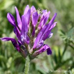 Astragalus_onobrychis_5