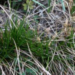 Carex_humilis_1