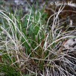 Carex_humilis_2