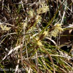 Carex_humilis_3