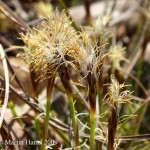 Carex_humilis_4