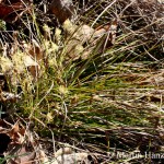 Carex_humilis_5