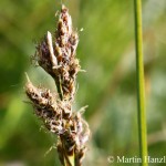 Carex_paniculata_1