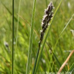 Carex_paniculata_2