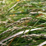 Carex_paniculata_4