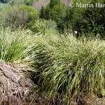 Carex_paniculata_5