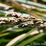 Carex_paniculata_6