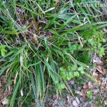 Carex_pendula_1