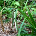 Carex_pendula_2