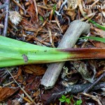 Carex_pendula_3