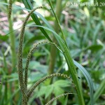 Carex_pendula_4