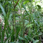Carex_pendula_5
