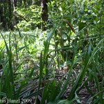 Carex_pendula_6