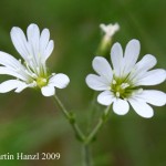 Cerastium_alsinifolium_3