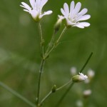 Cerastium_alsinifolium_5