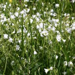 Cerastium_alsinifolium_7