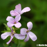 Dentaria_bulbifera_1