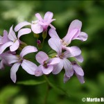 Dentaria_bulbifera_2