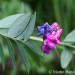 Lathyrus_niger_1