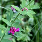 Lathyrus_niger_4