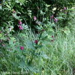 Lathyrus_niger_5