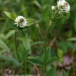 Trifolium_montanum_1
