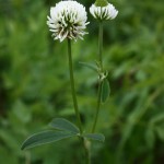 Trifolium_montanum_2
