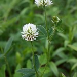 Trifolium_montanum_3