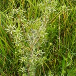 eryngium_planum1