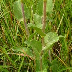 eryngium_planum2