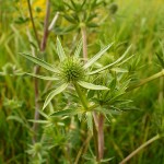 eryngium_planum3