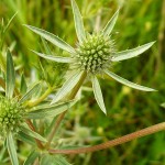 eryngium_planum5