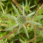 eryngium_planum6