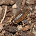 ligidium_hypnorum1