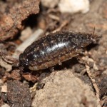 ligidium_hypnorum2