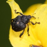 mononychus_punctumalbum1