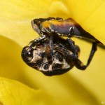 mononychus_punctumalbum2