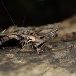 pholidoptera_aptera_bohemica6