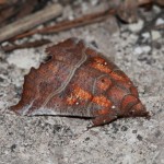 scoliopteryx_libatrix1