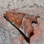 scoliopteryx_libatrix2
