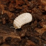 trachysphaera_gibbula1