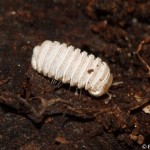 trachysphaera_gibbula2