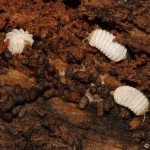 trachysphaera_gibbula3