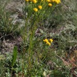 aster_linosyris1